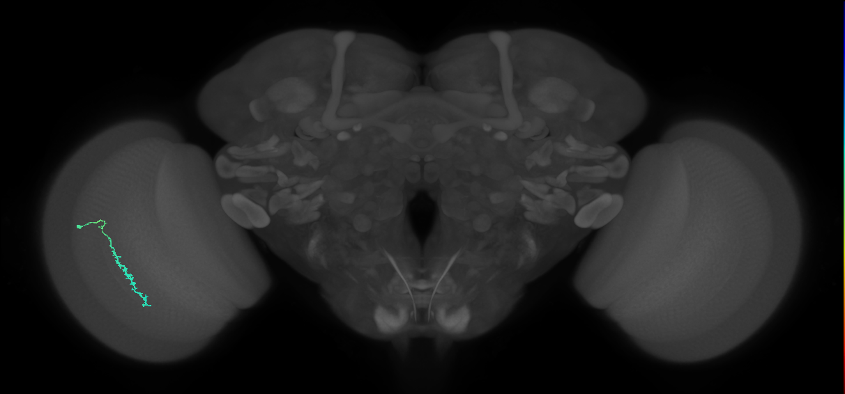 Dm3c_L (MaleCNS:900884)