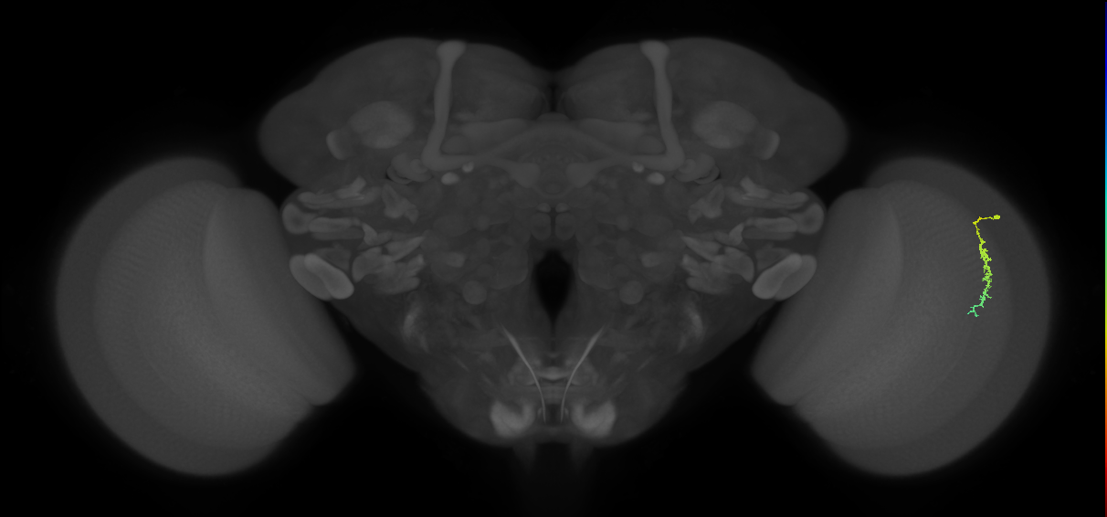 Dm3c_R (MaleCNS:138758)