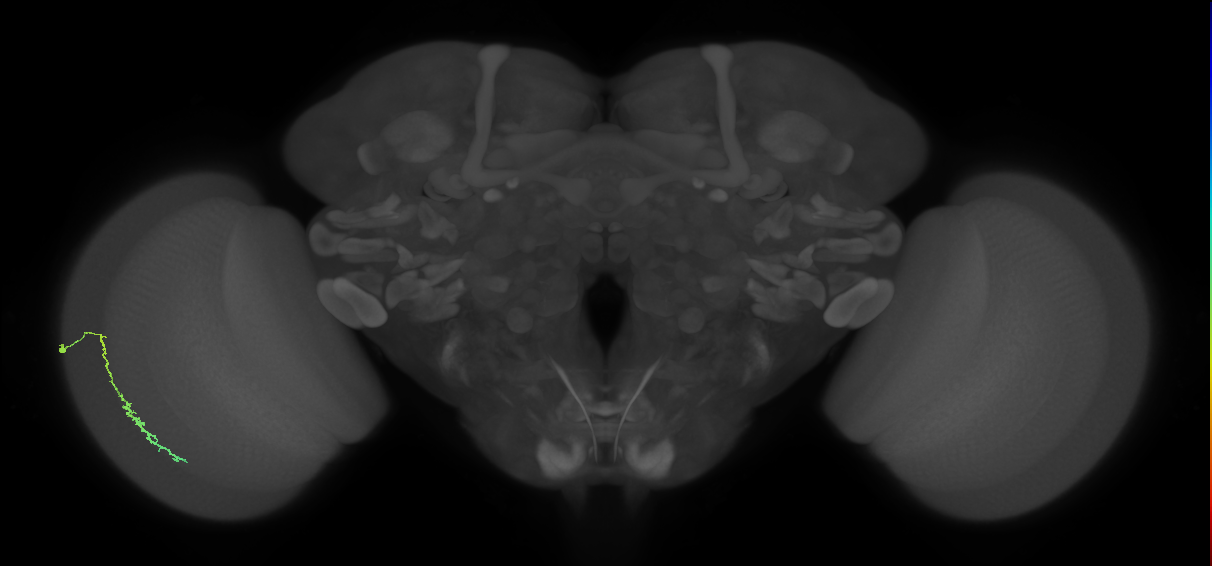 Dm3c_L (MaleCNS:515318)