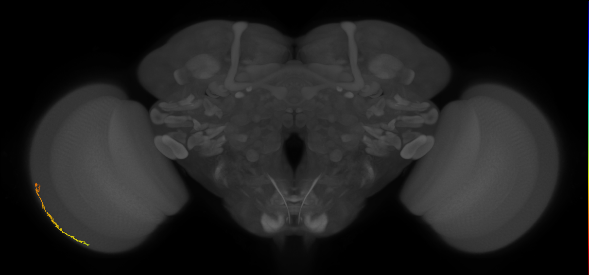 Dm3c_L (MaleCNS:225132)