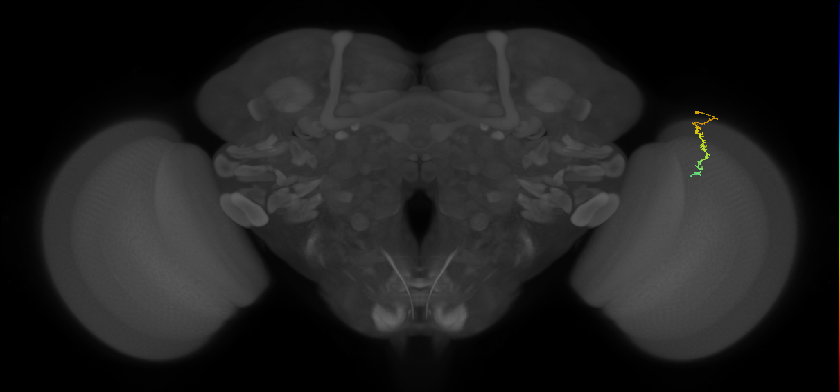 Dm3c_R (MaleCNS:151333)