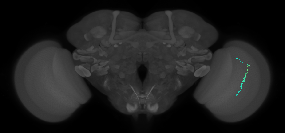 Dm3c_R (MaleCNS:123676)