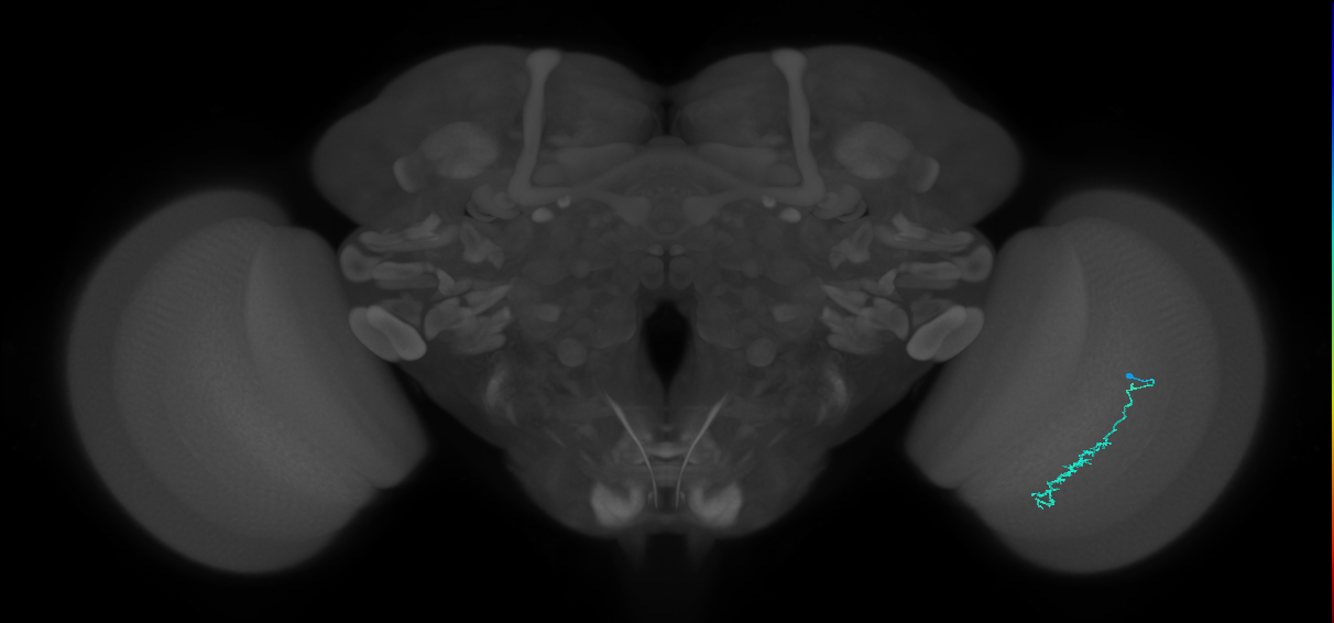 Dm3c_R (MaleCNS:138185)