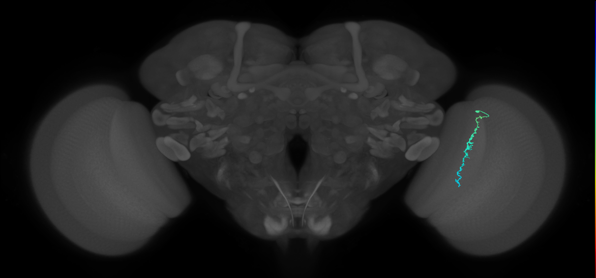Dm3c_R (MaleCNS:157104)