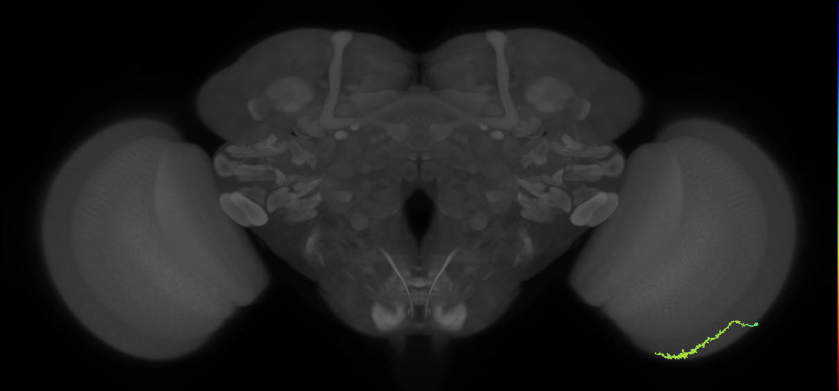 Dm3c_R (MaleCNS:99641)