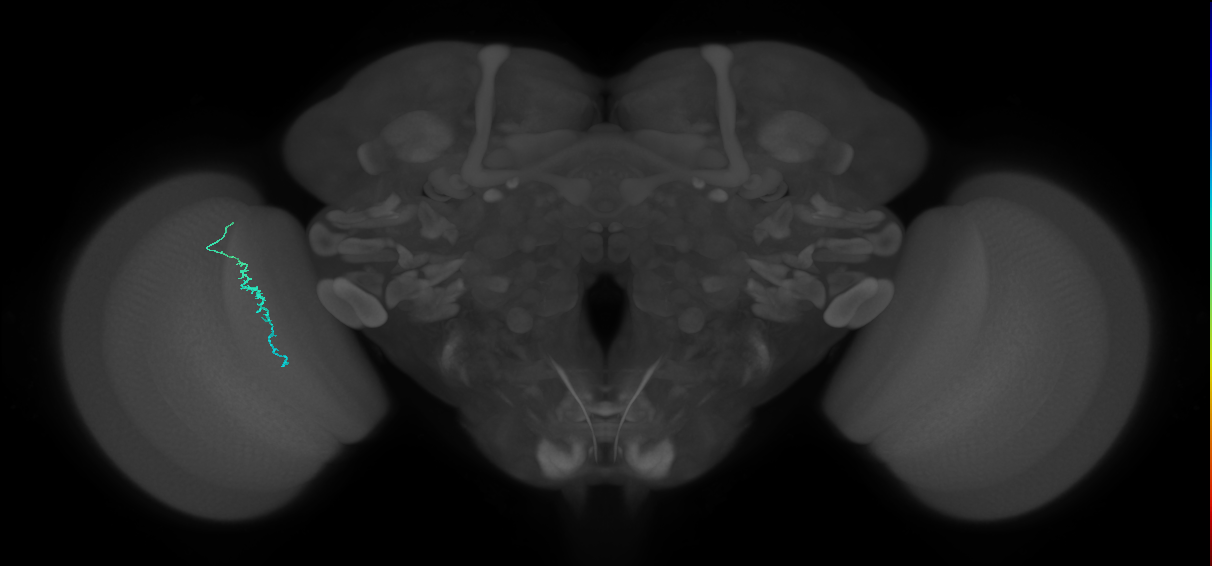 Dm3c_L (MaleCNS:563729)