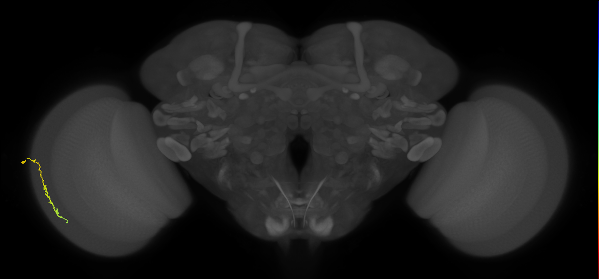 Dm3c_L (MaleCNS:166344)