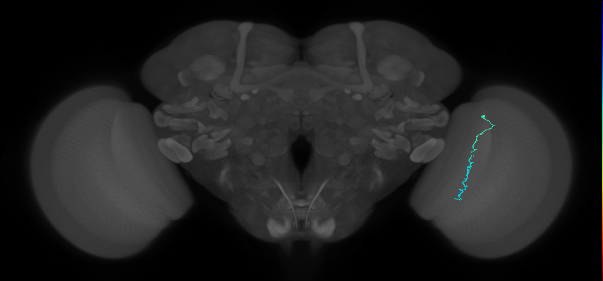 Dm3c_R (MaleCNS:158146)