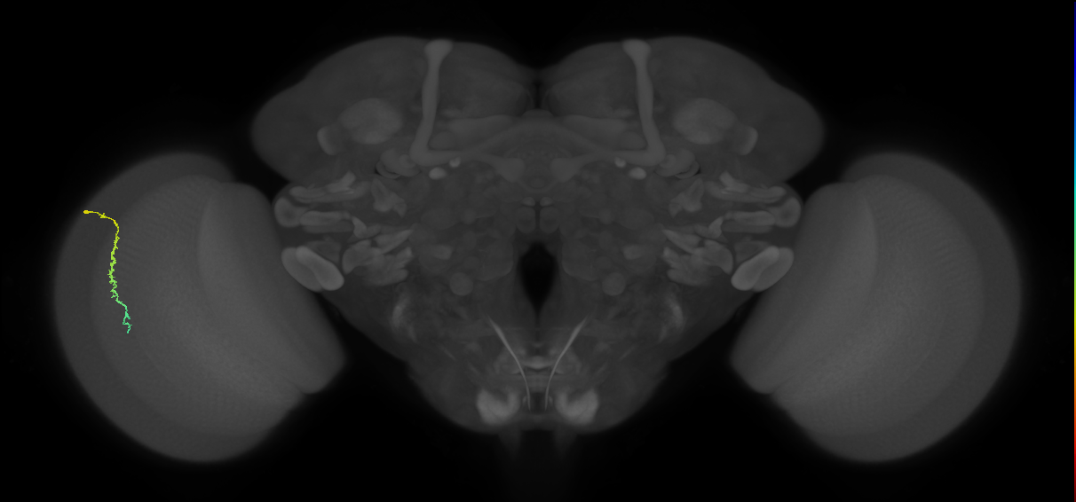 Dm3c_L (MaleCNS:182571)