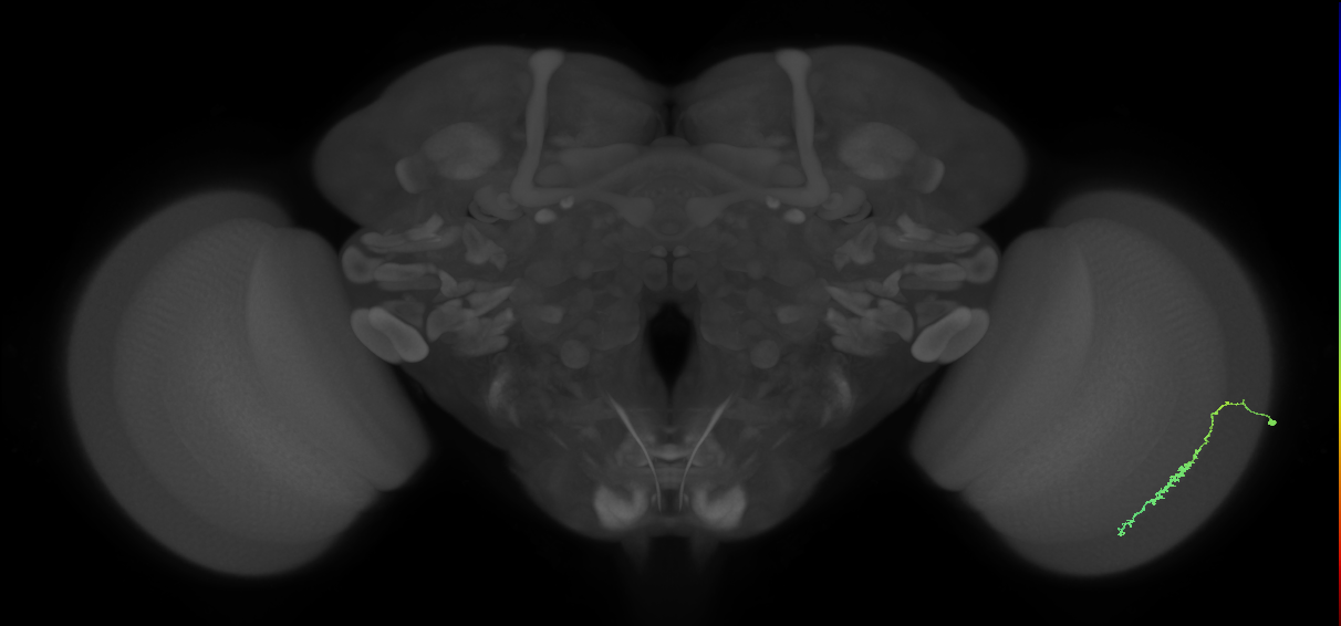 Dm3c_R (MaleCNS:98018)
