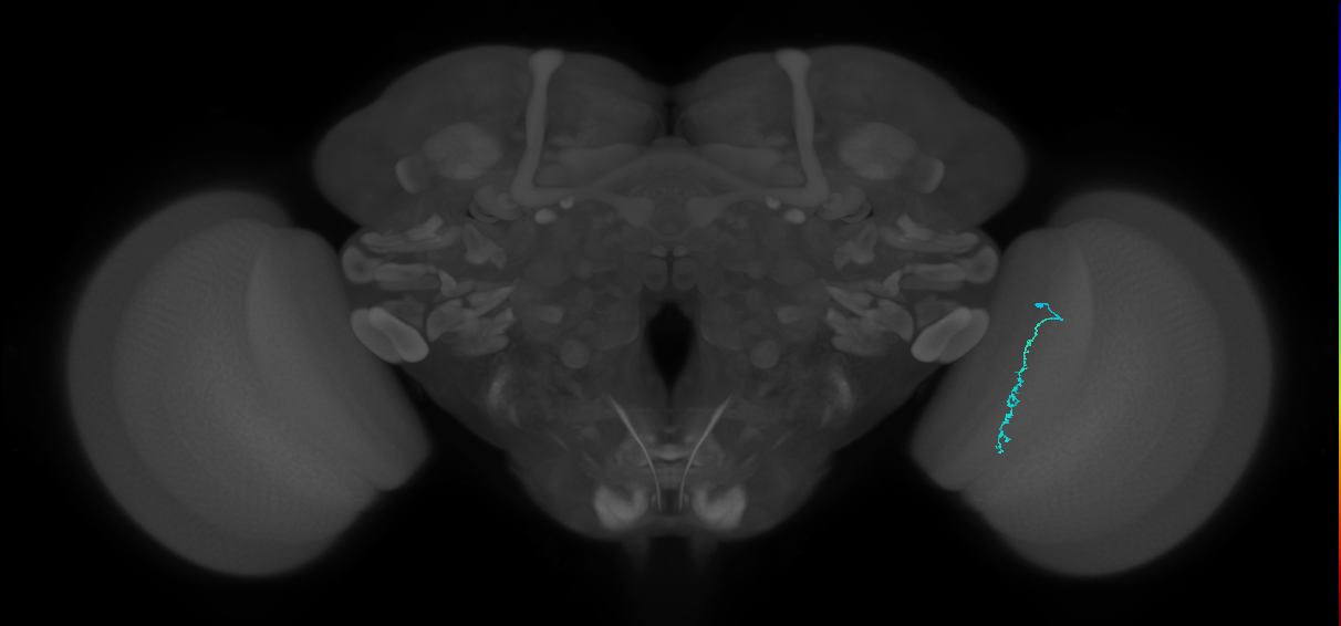 Dm3c_R (MaleCNS:171272)