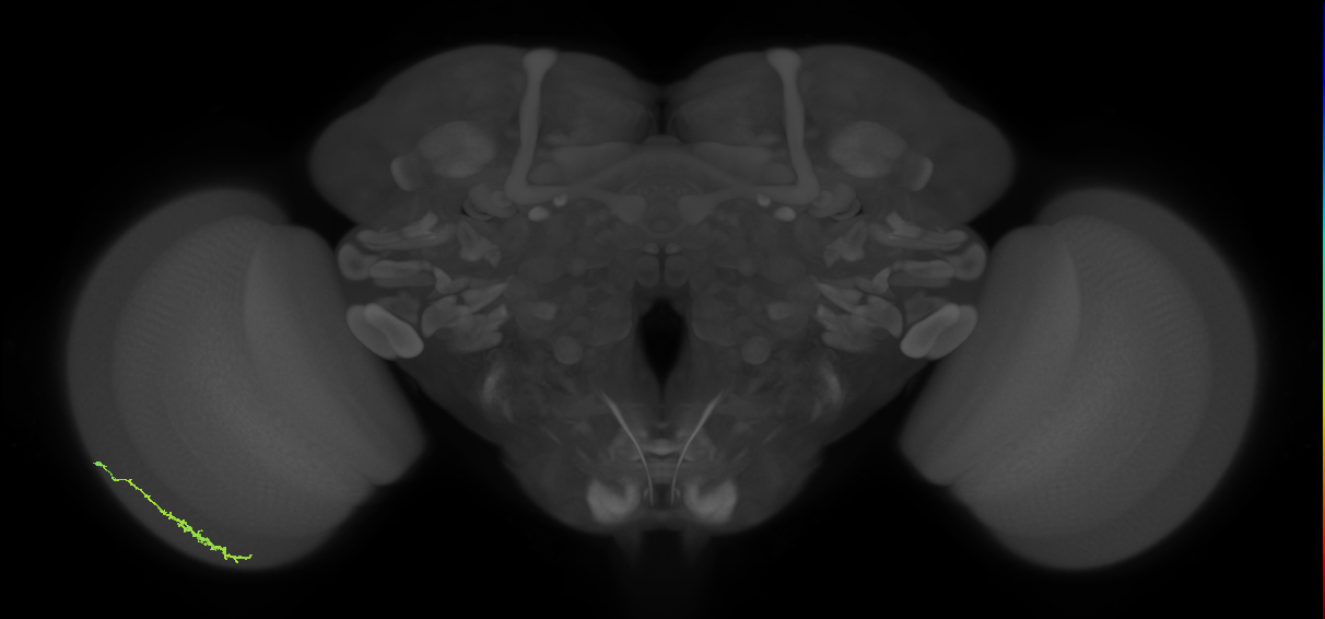 Dm3c_L (MaleCNS:116778)