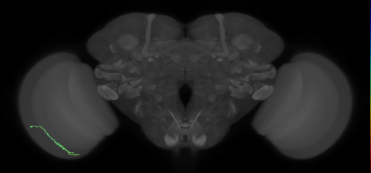 Dm3c_L (MaleCNS:131491)