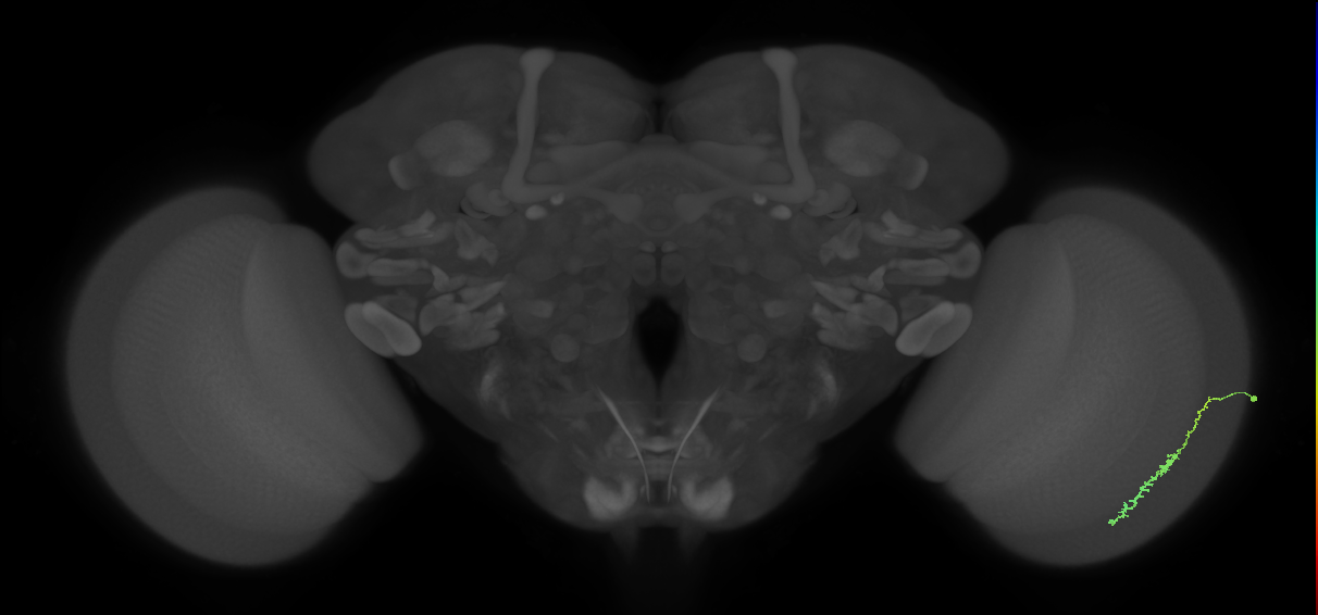 Dm3c_R (MaleCNS:146107)