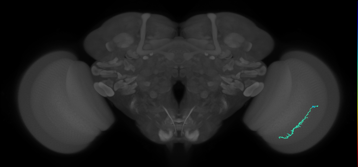 Dm3c_R (MaleCNS:115343)