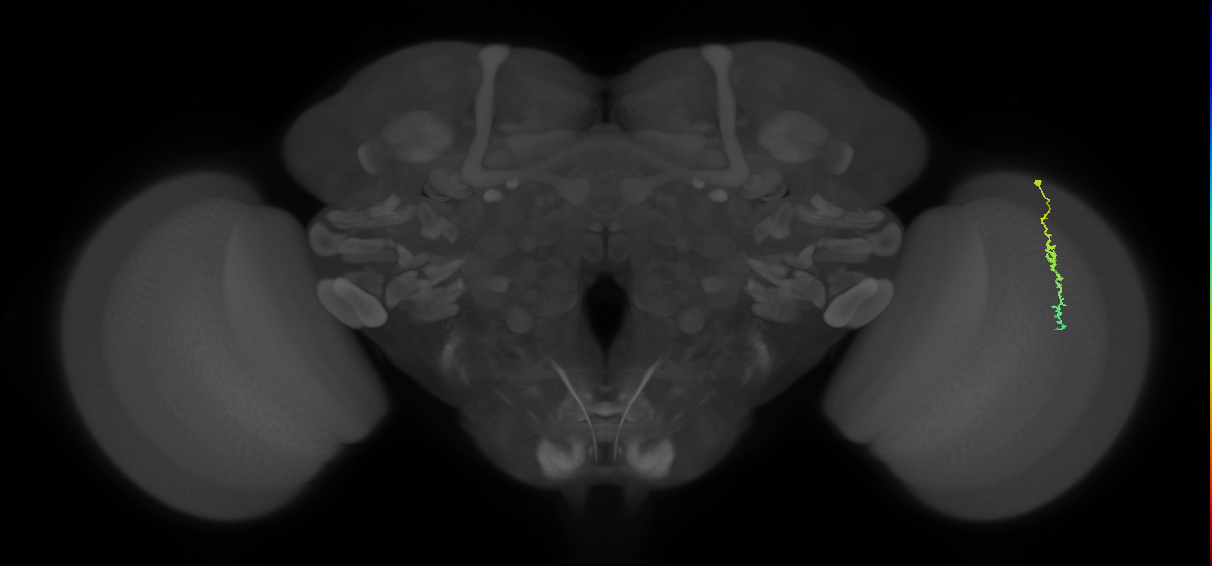 Dm3c_R (MaleCNS:128774)