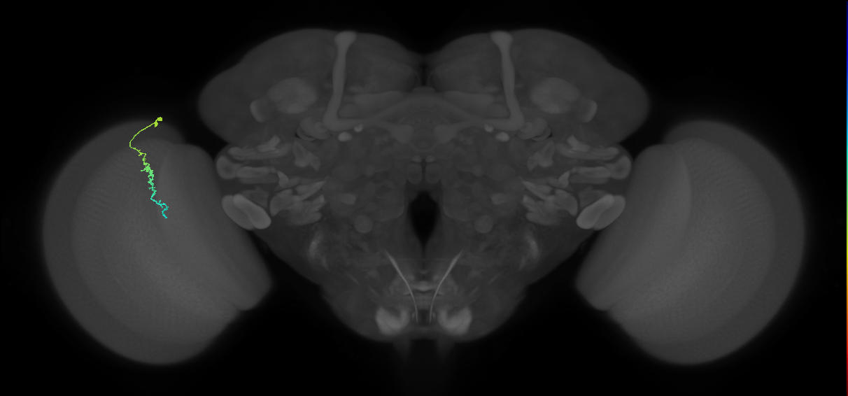 Dm3c_L (MaleCNS:151439)