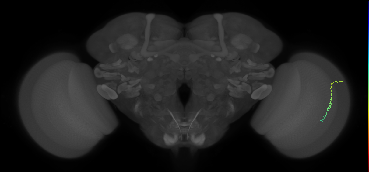Dm3c_R (MaleCNS:44401)