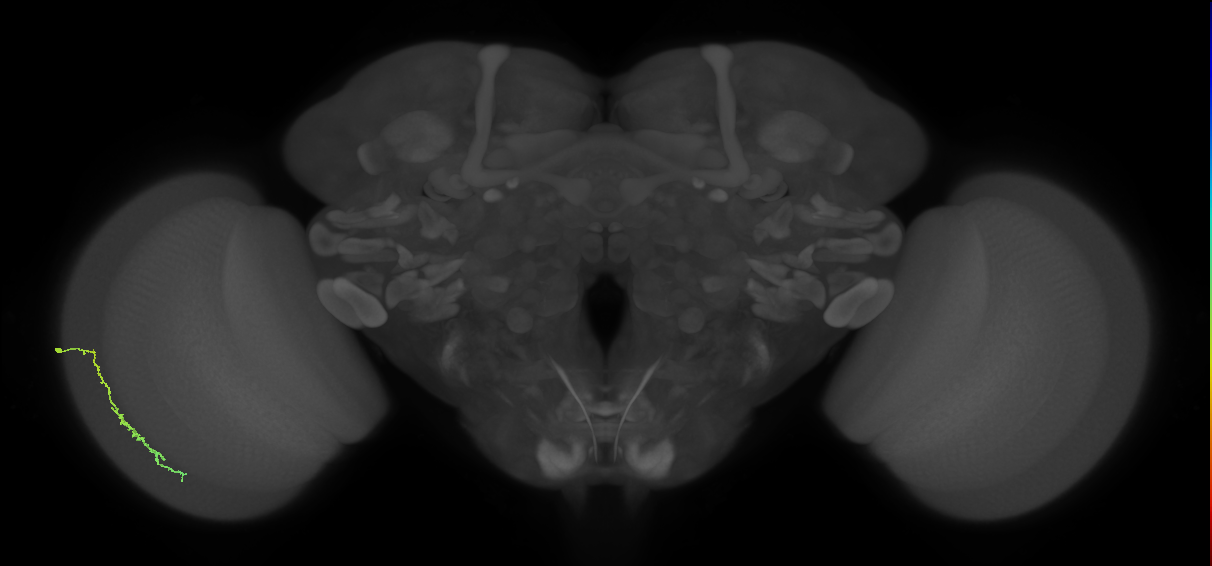 Dm3c_L (MaleCNS:75038)
