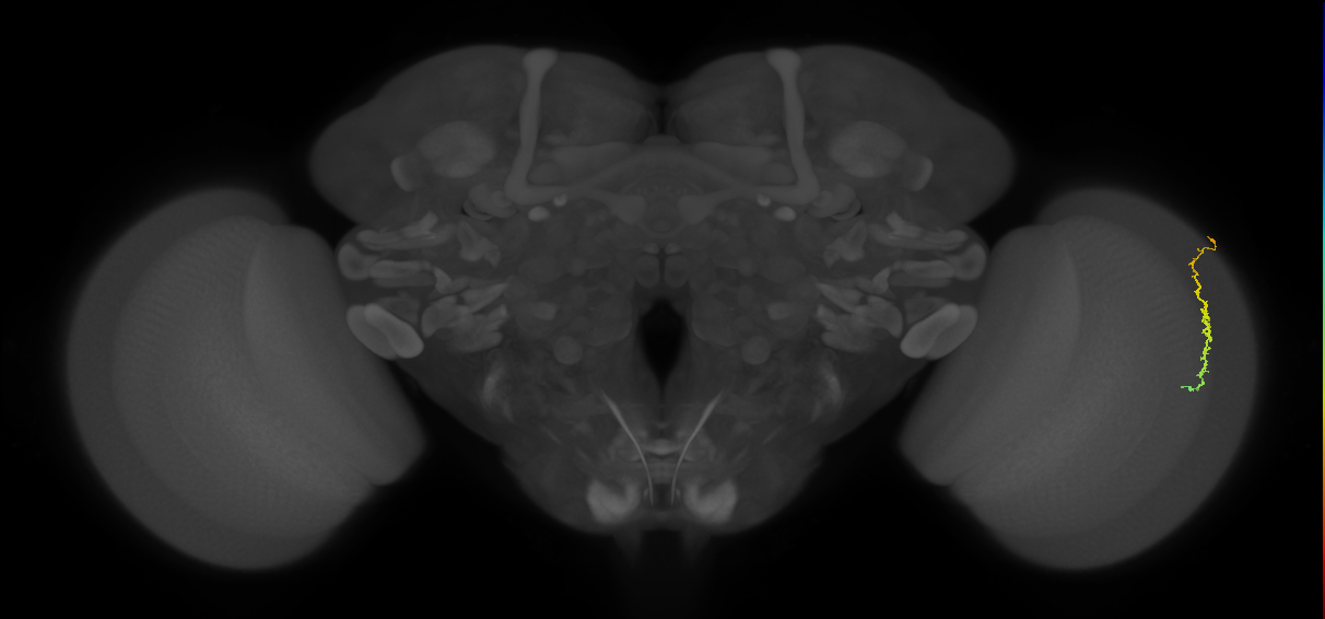 Dm3c_R (MaleCNS:132751)