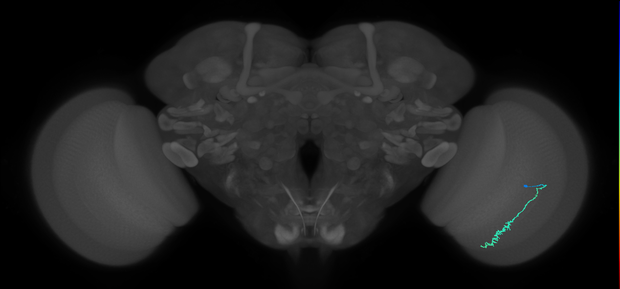 Dm3c_R (MaleCNS:120821)