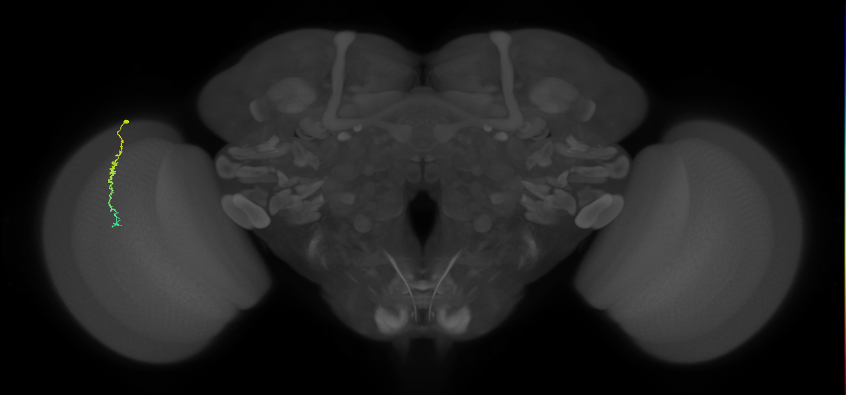 Dm3c_L (MaleCNS:128932)