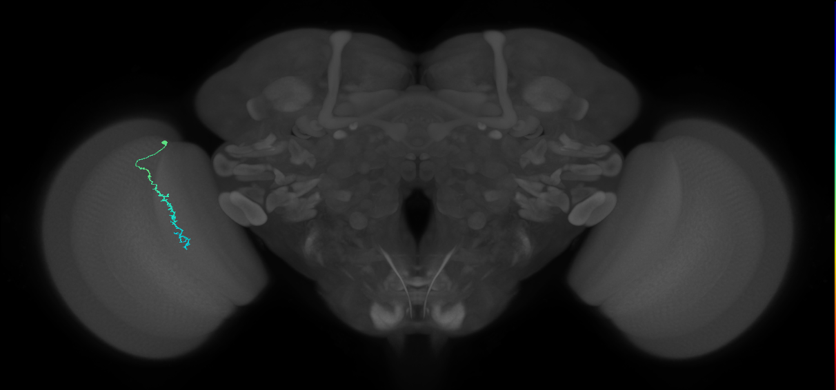 Dm3c_L (MaleCNS:530583)