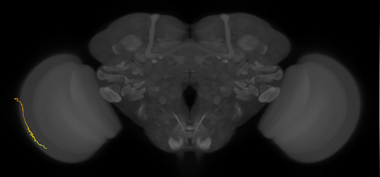Dm3c_L (MaleCNS:165897)