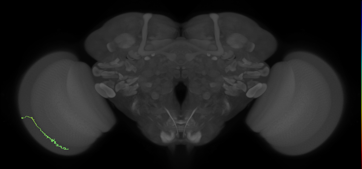 Dm3c_L (MaleCNS:543969)
