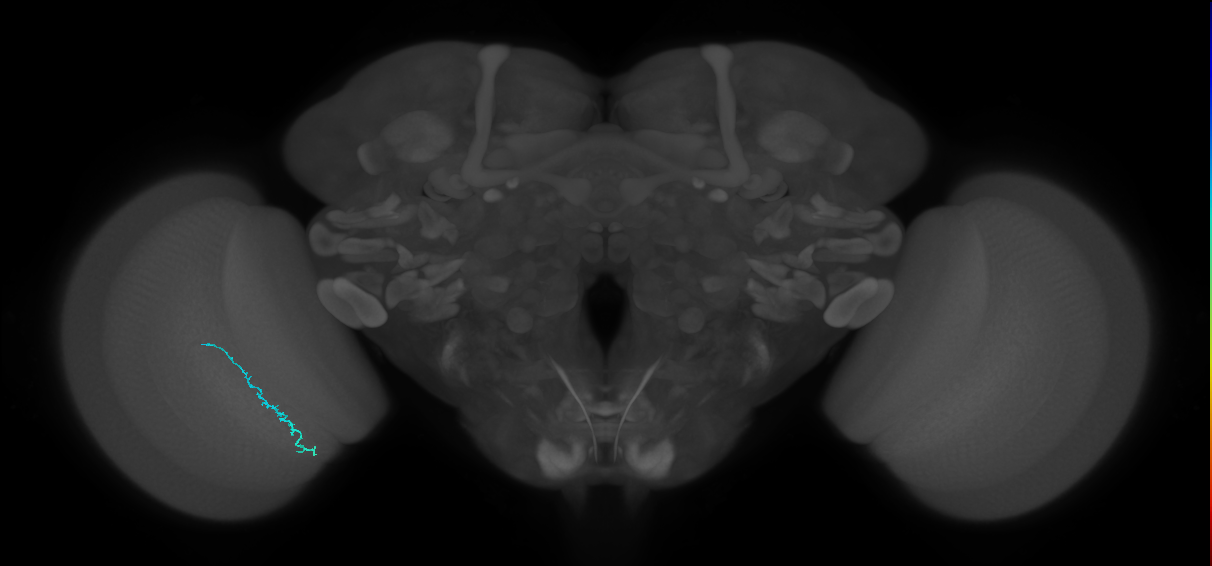 Dm3c_L (MaleCNS:513301)