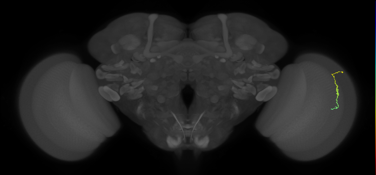 Dm3c_R (MaleCNS:143638)