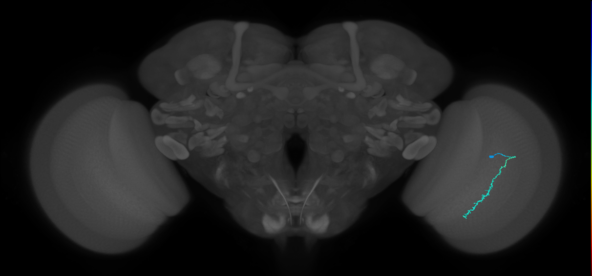 Dm3c_R (MaleCNS:136288)