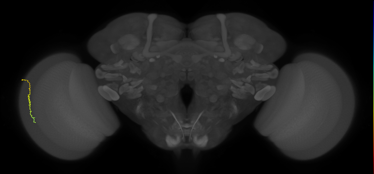 Dm3c_L (MaleCNS:552802)