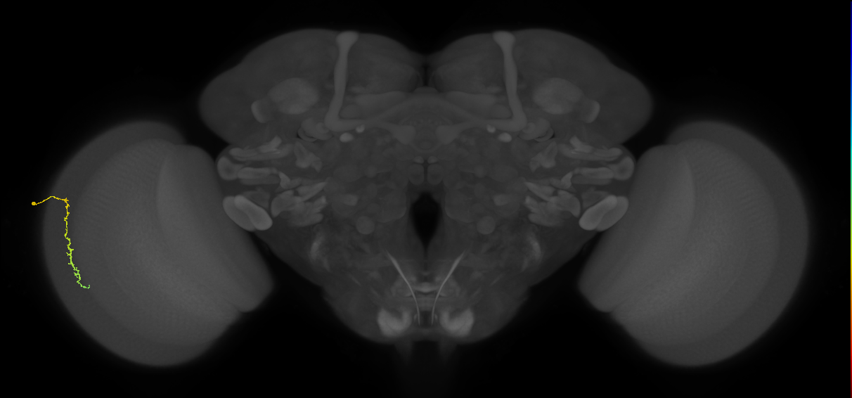 Dm3c_L (MaleCNS:189585)