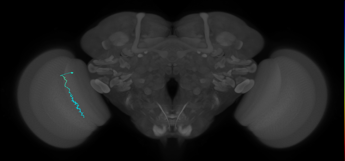 Dm3c_L (MaleCNS:512967)