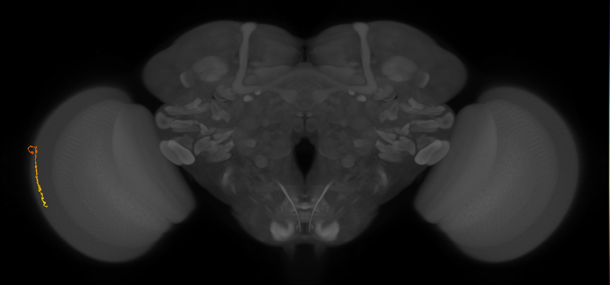 Dm3c_L (MaleCNS:147070)