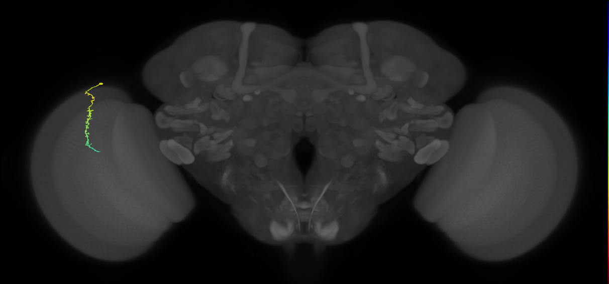 Dm3c_L (MaleCNS:149270)