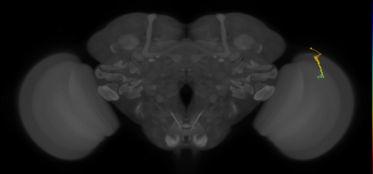 Dm3c_R (MaleCNS:147054)