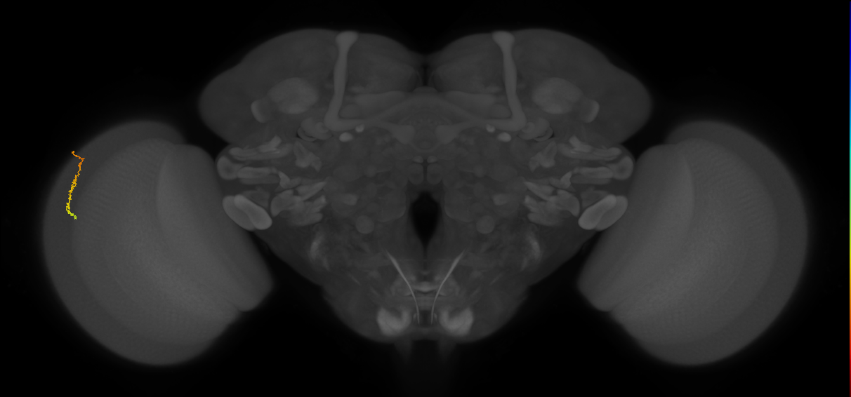 Dm3c_L (MaleCNS:153728)