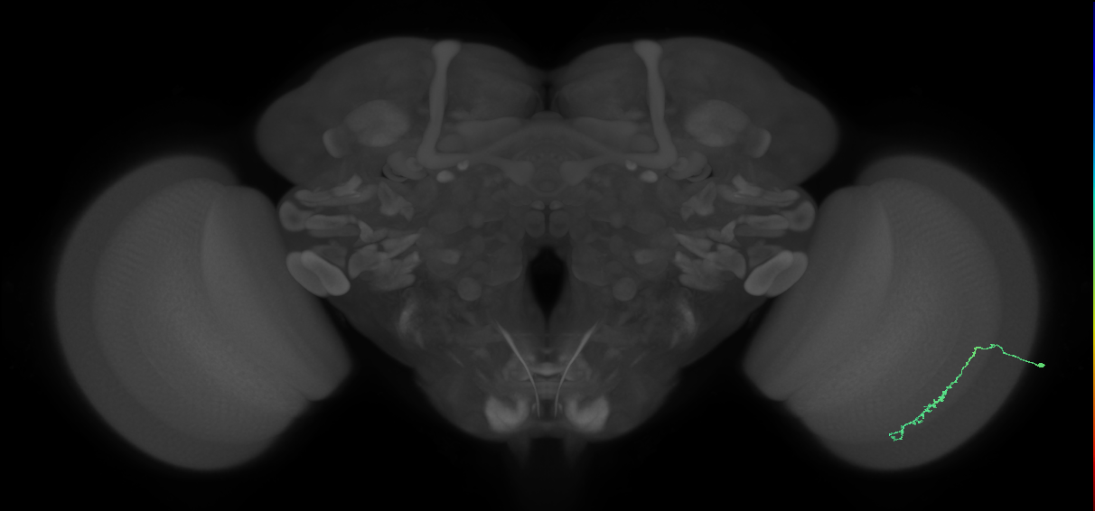 Dm3c_R (MaleCNS:125561)
