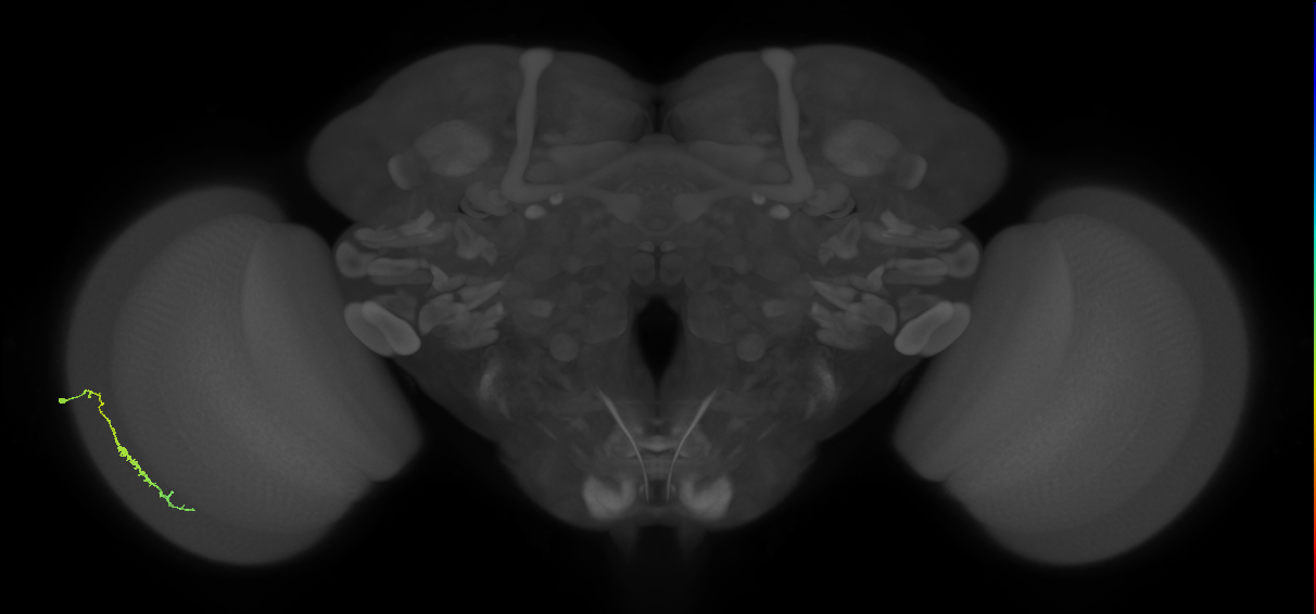 Dm3c_L (MaleCNS:540359)