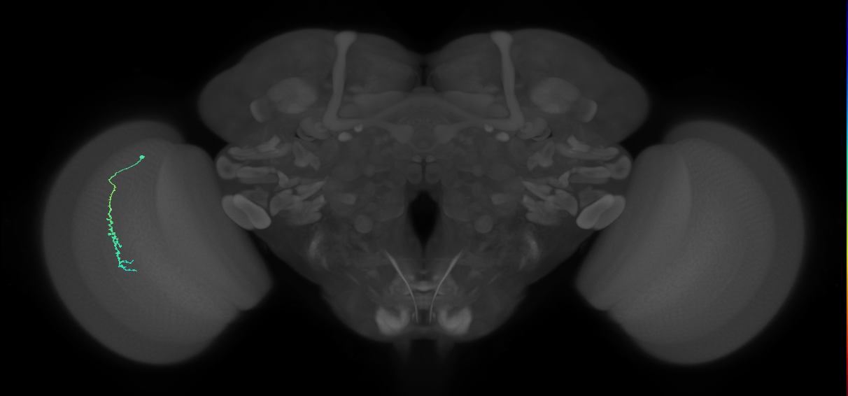 Dm3c_L (MaleCNS:157841)