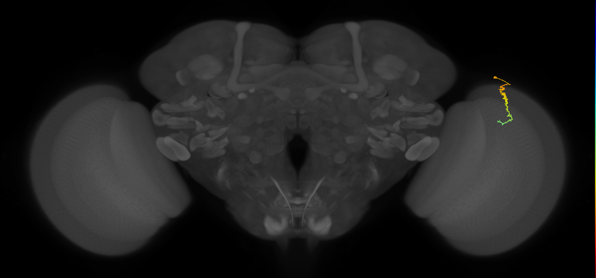Dm3c_R (MaleCNS:150206)