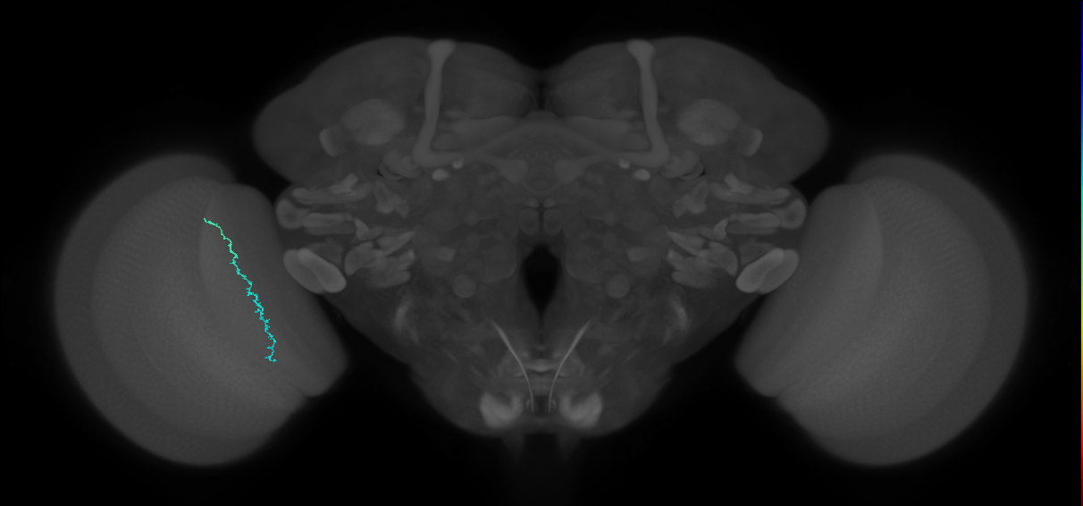 Dm3c_L (MaleCNS:231000)