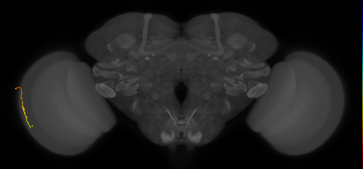 Dm3c_L (MaleCNS:126049)