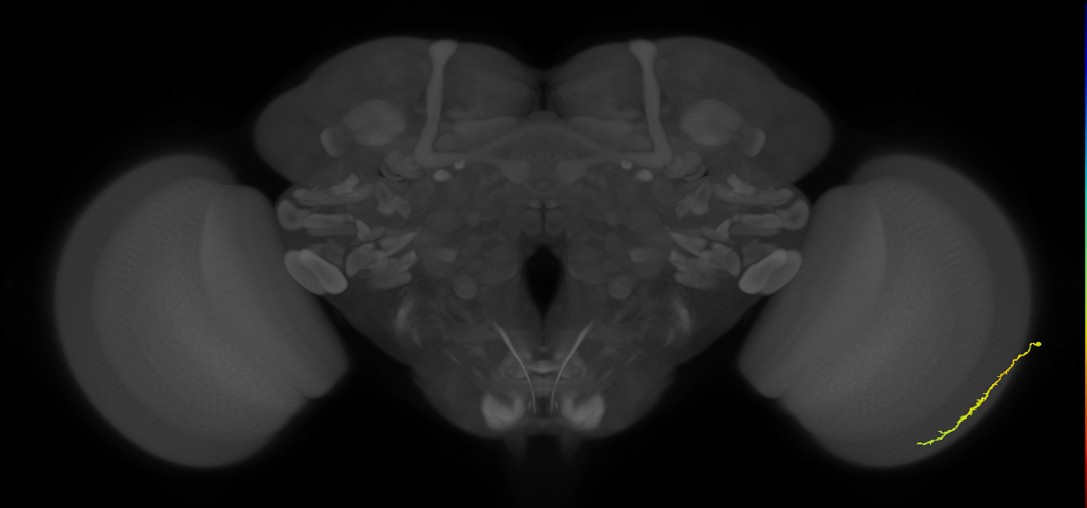 Dm3c_R (MaleCNS:151679)
