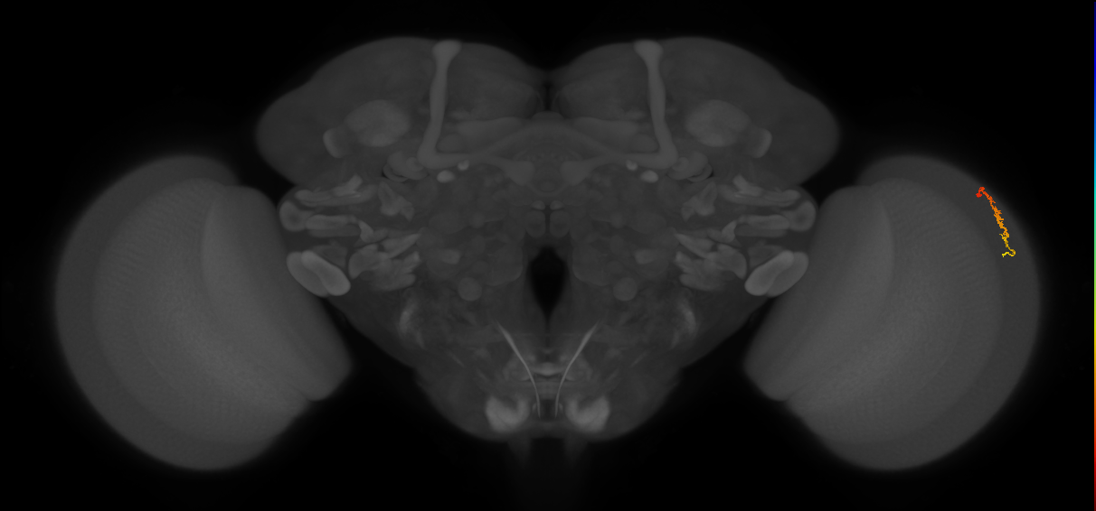 Dm3c_R (MaleCNS:156966)