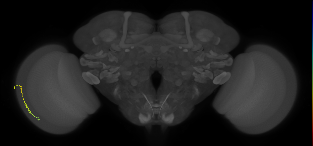 Dm3c_L (MaleCNS:570048)