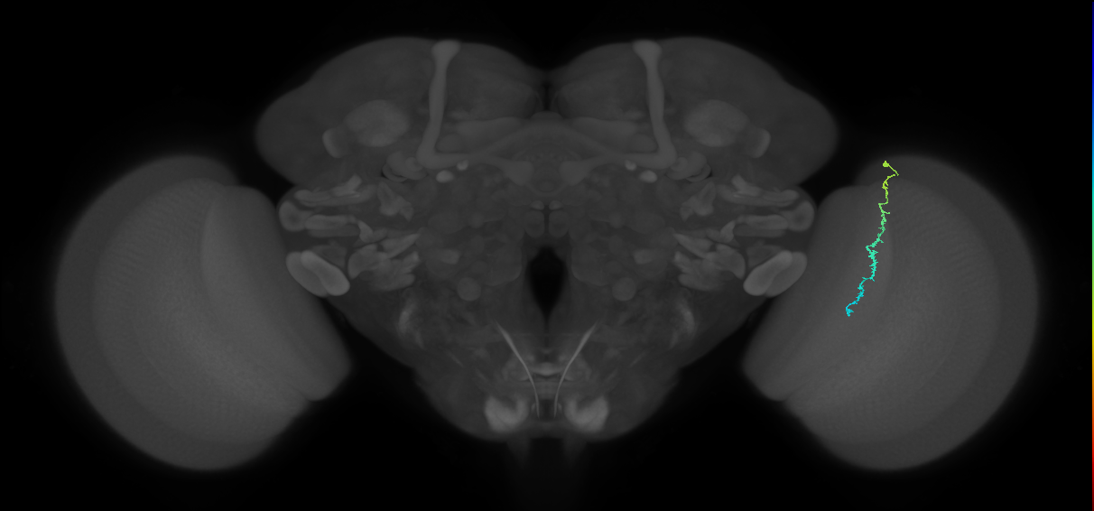 Dm3c_R (MaleCNS:157608)
