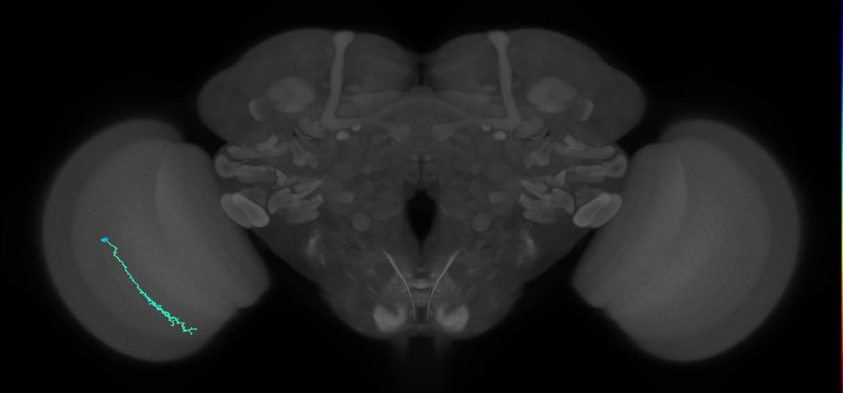 Dm3c_L (MaleCNS:213838)